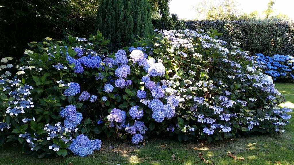 Villa Les Hortensias Pont-Croix Buitenkant foto